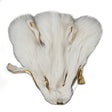 126-192.SLC.jpg Arctic Fox Face Image