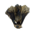 126-1933.SLC.jpg Finn Raccoon Face Image
