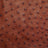 OSTH.Brandy.02.jpg Ostrich Hides Image